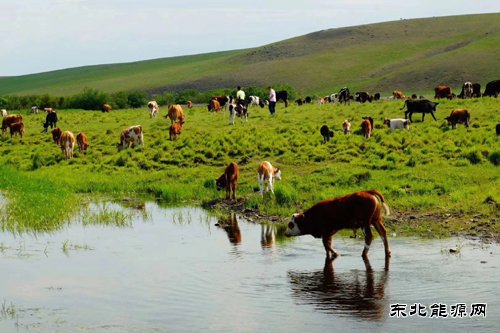 夏日的草原（摄影作品）