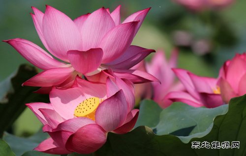 夏日荷花别样红（组照）