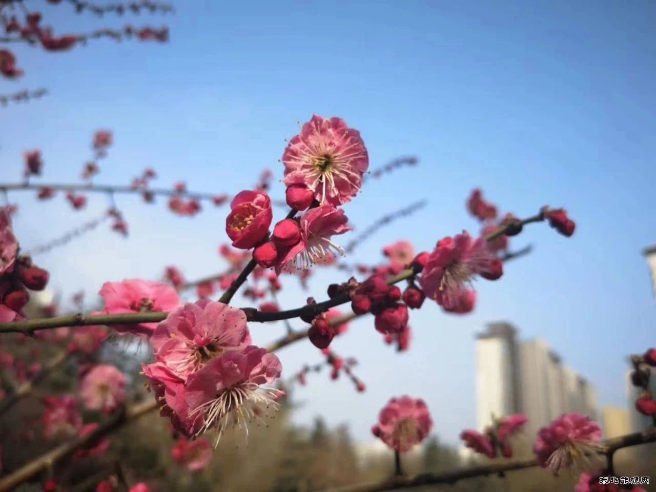 蒲白建庄矿业：桥山脚下 春满建庄