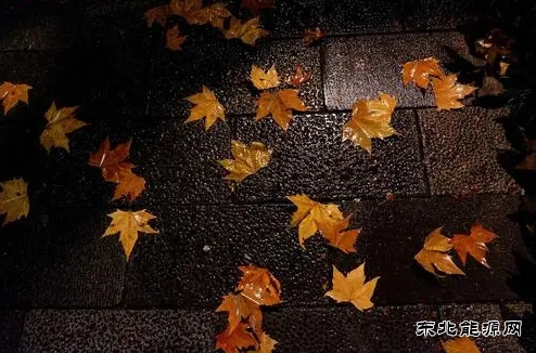 深夜，我倾听叶落的声音