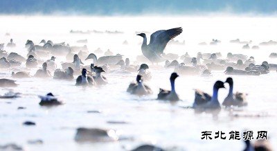 沈阳：万只迁徙候鸟浑河过冬