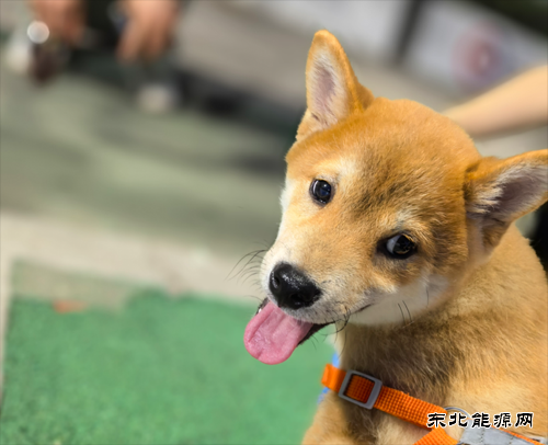 姚辰松：温暖的伙伴