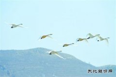 朝阳：白天鹅飞回北票白石湿地