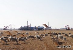 绿色井站“喜羊羊”