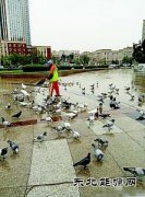 鞍山：环卫工人冒雨喂鸽子获赞