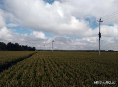 兴凯湖电业局：突击更换复合绝缘子 提高线路安全系数