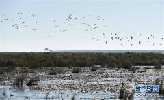 兴凯湖湿地候鸟“赏秋”