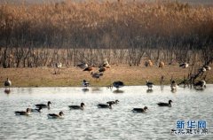 黄河入海口湿地迎来大批候鸟