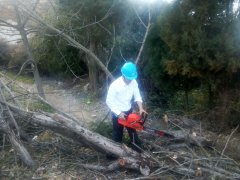 大年初一树倒电线受威胁金钟供电所做好保电工作