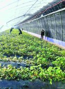 桦川县水循环太阳能集热幕装置 方便管理提高产量