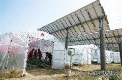 江苏阜宁15兆瓦农光互补光伏发电项目见成效