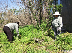 楚源公司：迎“五一”义务劳动在矿区
