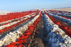 寒风中采集的物探人