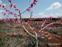 会泽青龙山万亩桃花开
