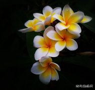 新人佳作：花儿（摄影作品）