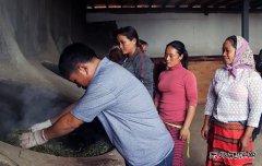 云南老班章茶技师到贫困村传授茶叶初制工艺