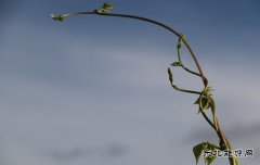 生命力(摄影作品）