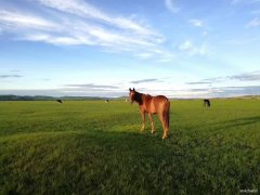 草原上的回眸（摄影作品）