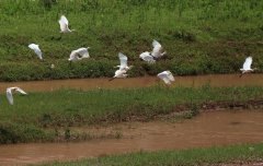 湿地-我的家园（摄影作品）