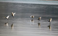 白鹭舞姿（组照）