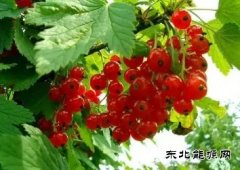 家乡的面果（摄影作品）