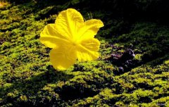 秋日胜春朝（摄影作品）