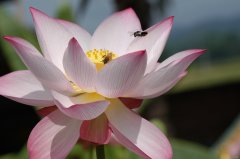 蜜蜂采花顺叶来（摄影作品）