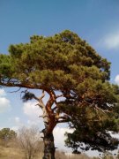 樟子松(摄影作品)