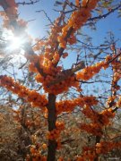 初冬的沙棘树（摄影作品）