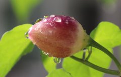 满枝（摄影作品）