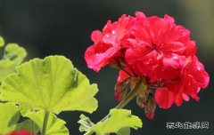 花红叶绿（组照）