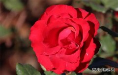 云南冬季也飞花(组照）