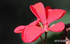 天竺葵（组照）