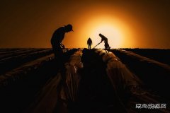 作（摄影作品）