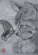【临摹铅笔画】猫与蝶