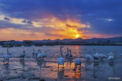 夕下鹅歌(摄影作品)