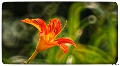 花木深（摄影作品）