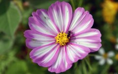 瓜菊花开引峰来（摄影作品）