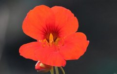 金莲花（组照）