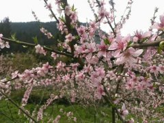 初夏的桃花（摄影作品）