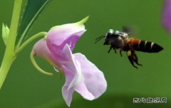 姹紫嫣红引蜂来（组图）