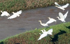 白鹭翩飞（摄影作品）