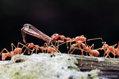 虫趣（摄影作品）