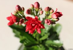 长寿花（摄影作品）