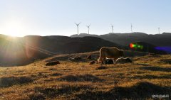 沐浴阳光（摄影作品）