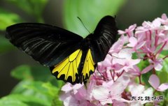 蝴蝶花间自在飞（组图）