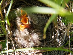 该喂我了(摄影作品)