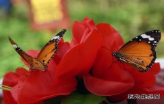 一双蝴蝶上花梢（摄影作品）