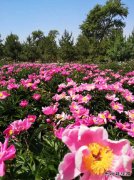 初夏的花/xiezuozazhi/2025/0321/＃ㄉ阌白髌罚