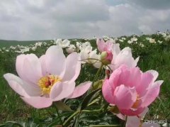 芍药花之美（摄影作品）